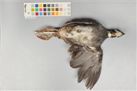 藏品(深山竹雞)的圖片